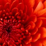 Profile picture of Amit Chakraborty