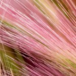 Profile picture of Kichi Pon