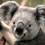 Profile picture of Vladimir Fedotov